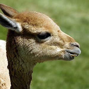 Vicuna