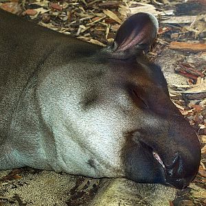 Lowland tapir