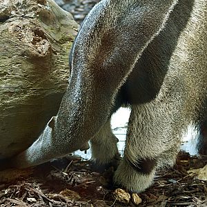 Giant anteater