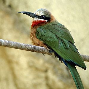 White-throated Bee-eater