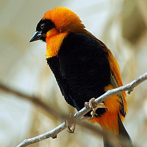 Cock Orange Bishop