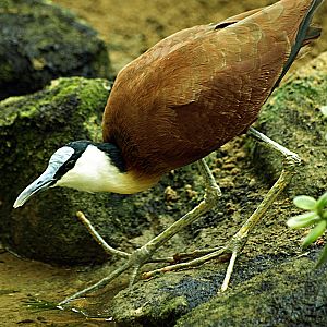 African jacana