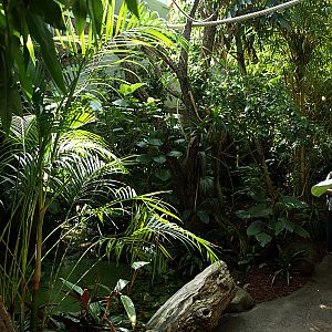 Walkthrough - South American Rainforest