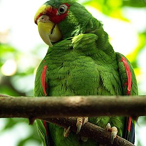 White-fronted Amazon