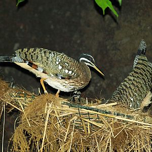 Nesting Sun bitterns