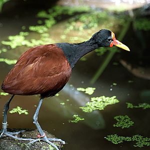 Wattled jacana