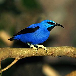 Cock Yellow-legged Honeycreeper