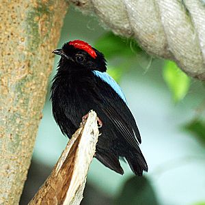 Cock Blue-backed Manakin