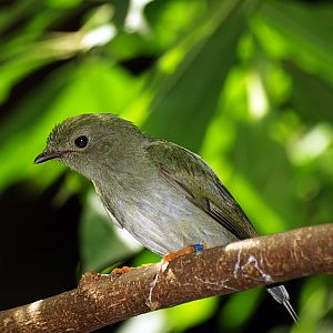 Hen Blue-backed Manakin