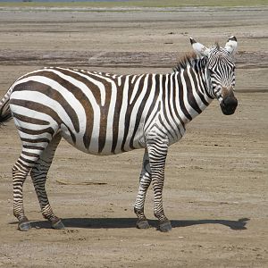 Zebra