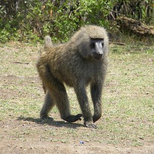 Baboon