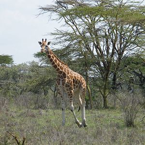 Rothschild giraffe