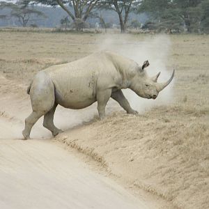 Black Rhino