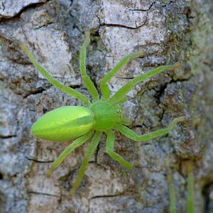 Micrommata virescens