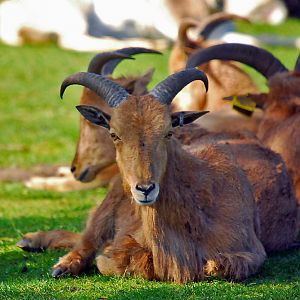 Barbary Sheep