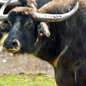 Asian Water Buffalo