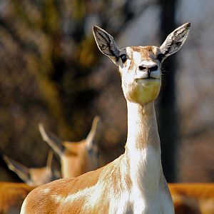 Female Blackbuck