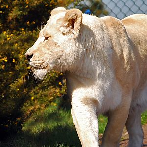 White Lioness