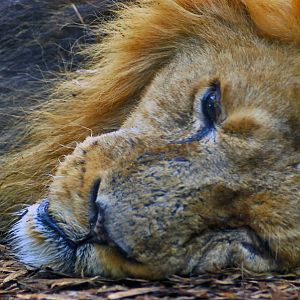 Male Asiatic Lion