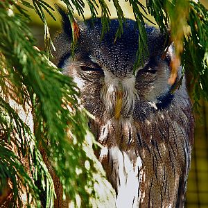 white face scops owl