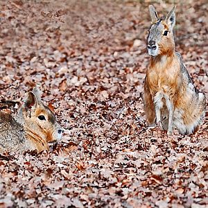 patagonian mara