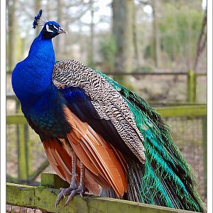 Peacock