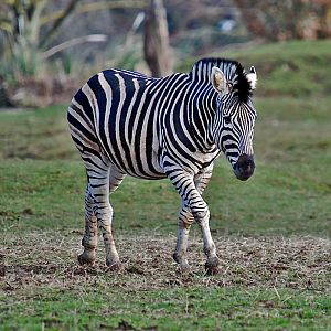 Zebra