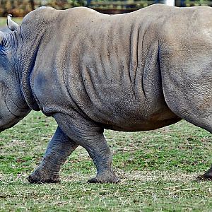 Rhino