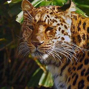 Amur Leopard