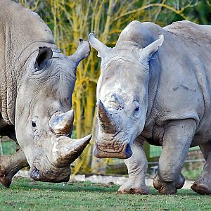 Rhinos
