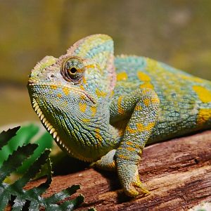 Chameleon
