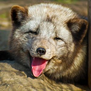 Arctic Fox