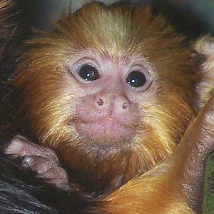 Baby Golden Headed Lion Tamarin