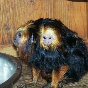 Baby and Parent - Golden Headed Lion Tamarin