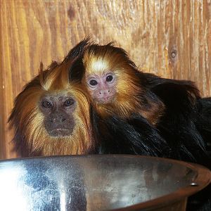 Baby and Parent - Golden Headed Lion Tamarin