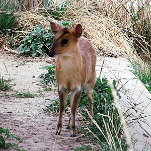 Baby Reeves Muntjac