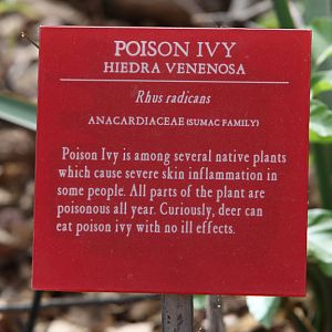 poison ivy sign