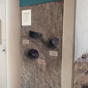 underground animal display