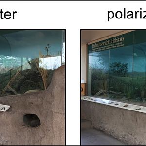 why you need a polarizing filter