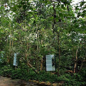 Papiliorama - Jungle Trek