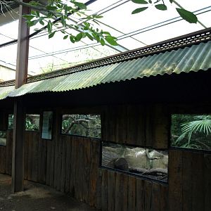 Papiliorama - Jungle Trek (Toucan exhibit)