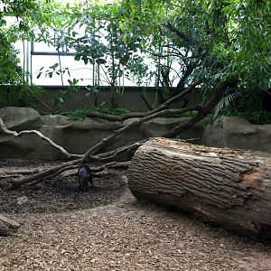 Papiliorama - Jungle Trek (Peccary exhibit)