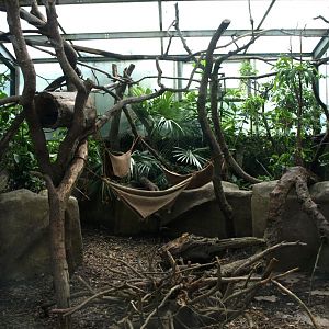 Papiliorama - Jungle Trek (Coati exhibit)