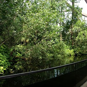 Papiliorama - Jungle Trek (Jungle pool)