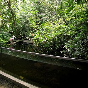 Papiliorama - Jungle Trek (Jungle pool)