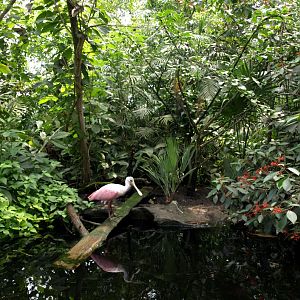 Papiliorama - Jungle Trek (Jungle pool)