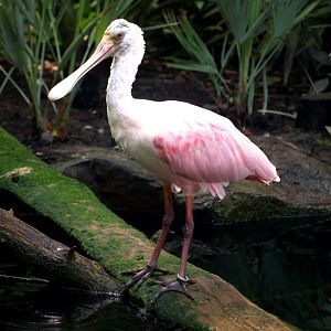 Papiliorama - Jungle Trek (Spoonbill)