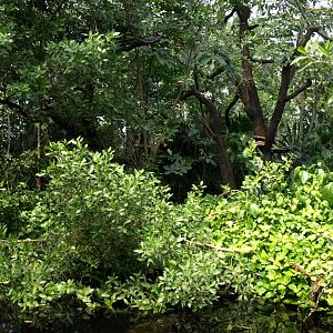 Papiliorama - Jungle Trek