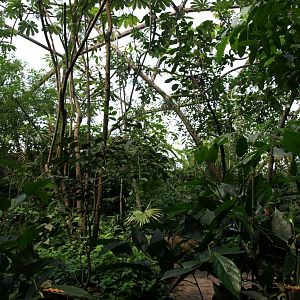 Papiliorama - Jungle Trek