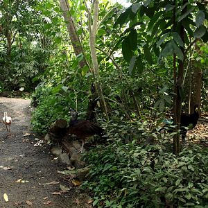 Papiliorama - Jungle Trek